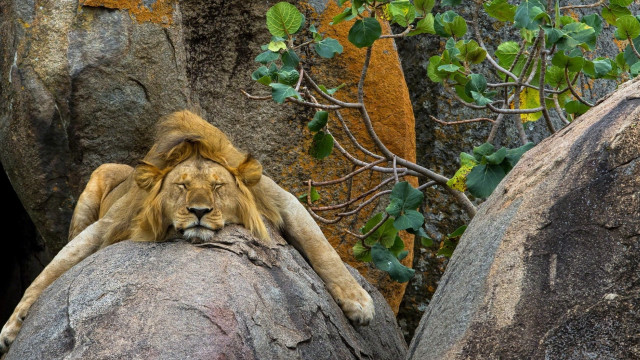 Lion rock tree wall plant free wallpaper for desktop - medium preview image