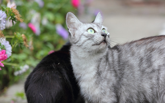 Cat flower black cat outdoors free wallpaper for desktop - medium preview image