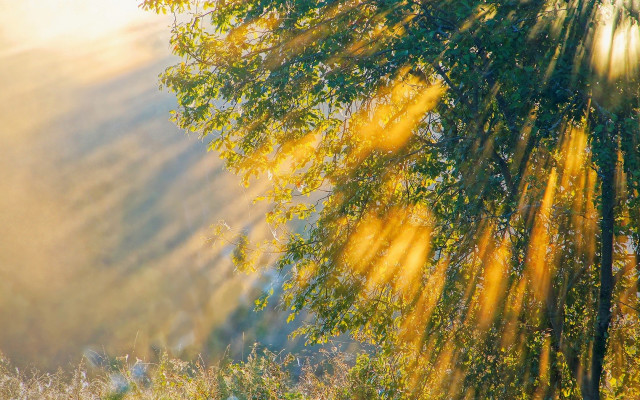 Autumn tree sunset water forest free wallpaper for desktop - medium preview image