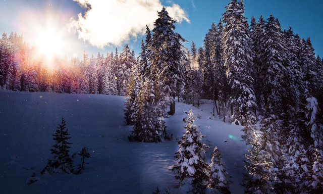 Snowy landscape trees bright sun #8 free wallpaper for desktop - medium preview image