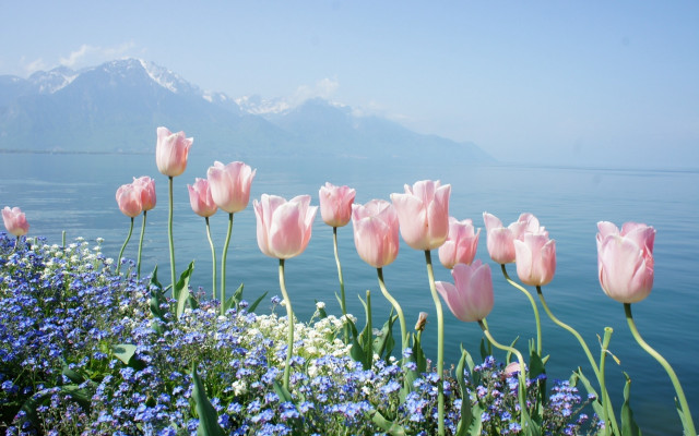 Pink flower field mountains sky free wallpaper for desktop - medium preview image