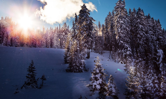 Snowy landscape trees bright sun #9 free wallpaper for desktop - medium preview image