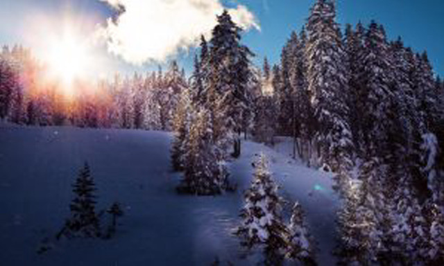 Snowy landscape trees bright sun #10 free wallpaper for desktop - medium preview image