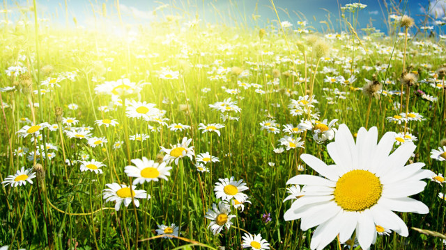 Flower field sunshine nature bloom free wallpaper for desktop - medium preview image