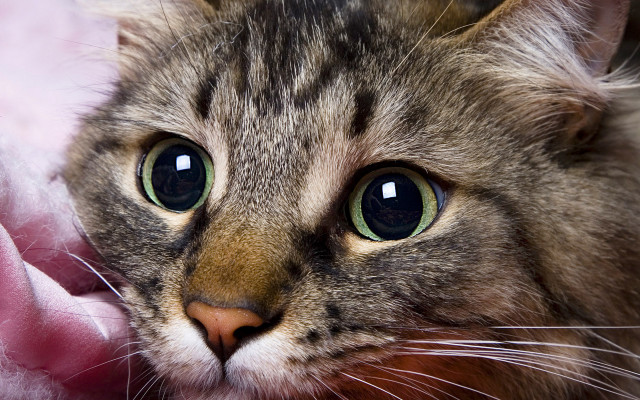 Cat green eyes pink blanket free wallpaper for desktop - medium preview image
