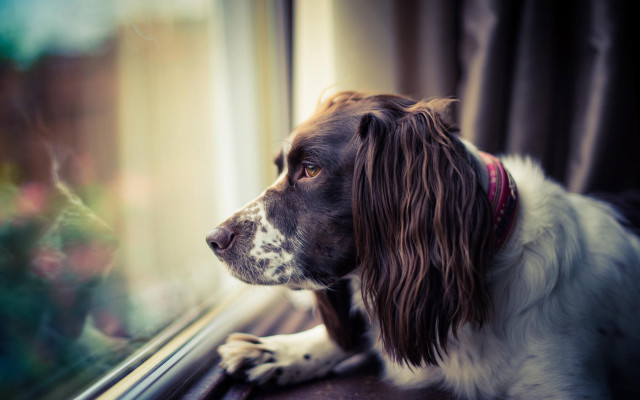 Dog window outside red collar free wallpaper for desktop - medium preview image