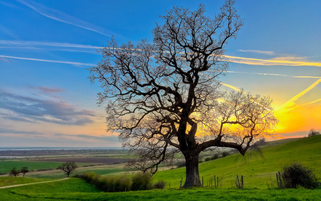 Sunset tree field contrails nature free wallpaper for desktop - medium preview image