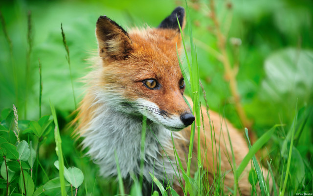 Red fox sitting grass blurry free wallpaper for desktop - medium preview image