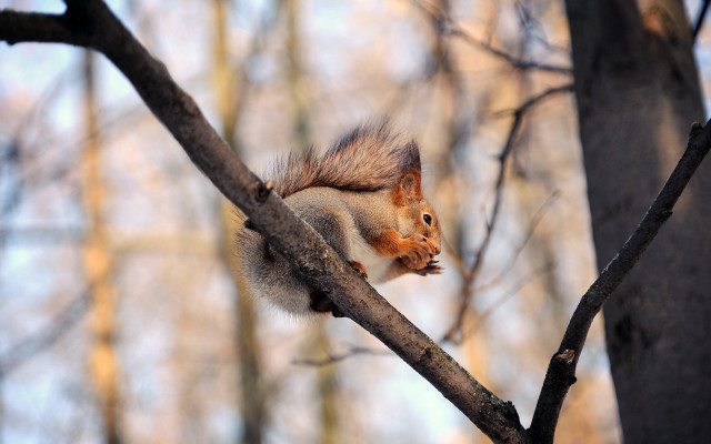 Squirrel eating nut branch woodland free wallpaper for desktop - medium preview image