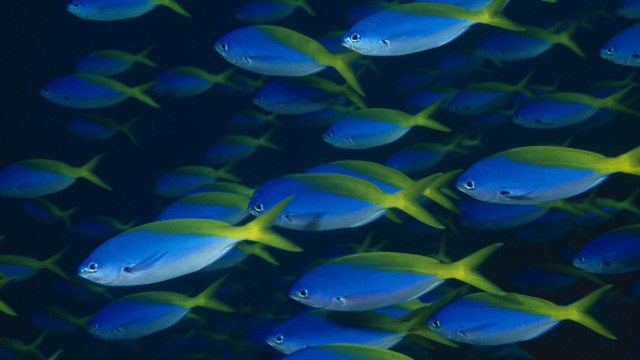 Blue fish school synchromism lostfish free wallpaper for desktop - medium preview image