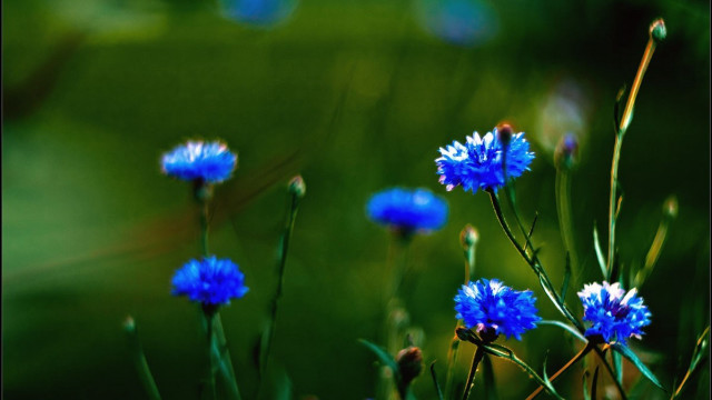 Blue flowers grass macro closeup free wallpaper for desktop - medium preview image
