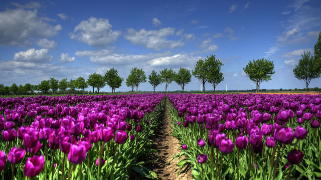 Purple flower field bush tree free wallpaper for desktop - medium preview image