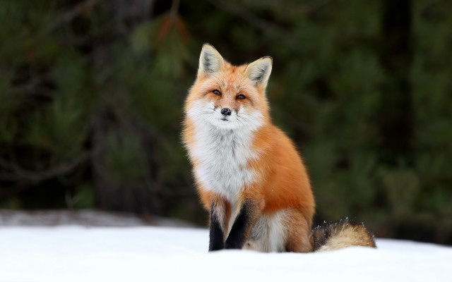 Red fox sitting snow camera free wallpaper for desktop - medium preview image