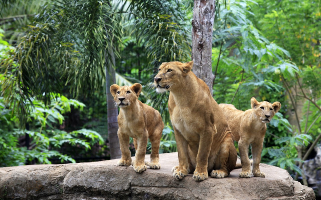 Three lions rock zoo forest free wallpaper for desktop - medium preview image