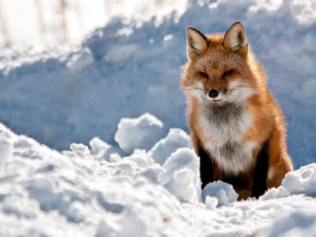 Sad fox sitting in snow free wallpaper for desktop - medium preview image