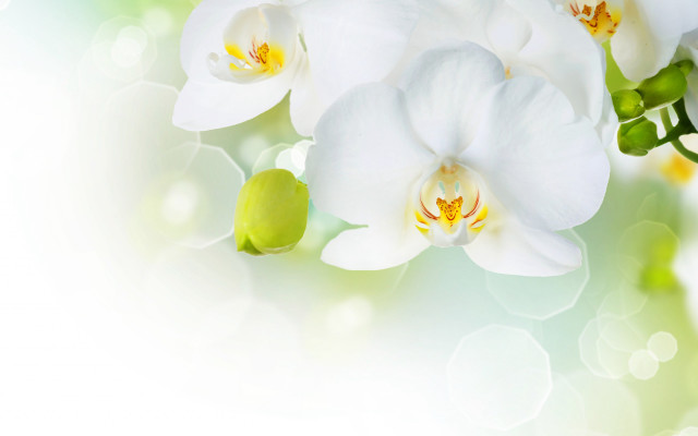 White flower green leaves white free wallpaper for desktop - medium preview image
