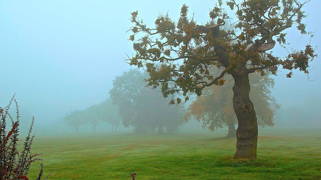 Foggy field tree bird mountains free wallpaper for desktop - medium preview image