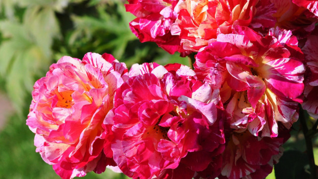 Flower field summer blur ecological free wallpaper for desktop - medium preview image