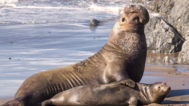 Sea lions beach ocean rocks free wallpaper for desktop - medium preview image