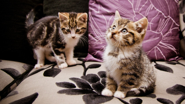 Two kittens couch looking up free wallpaper for desktop - medium preview image