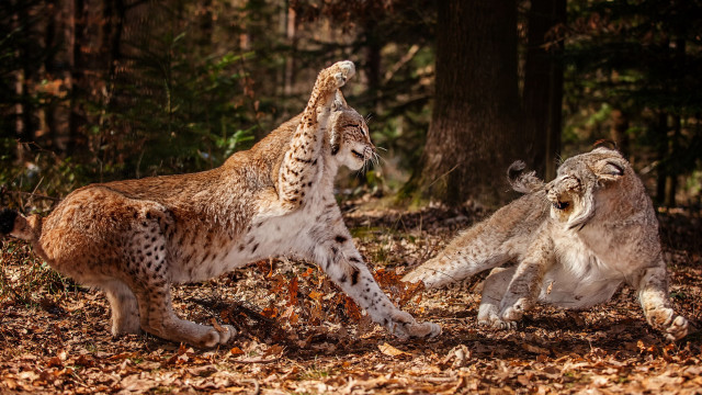 Lynx playful forest autumn wildlife free wallpaper for desktop - medium preview image