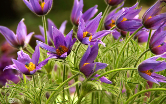 Purple flower macro nature blurry free wallpaper for desktop - medium preview image