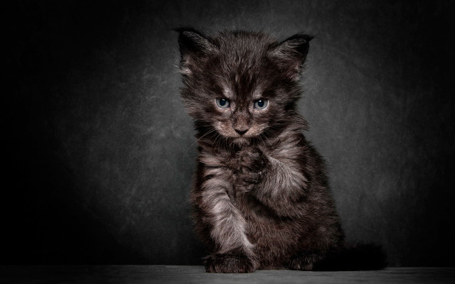 Small kitten on table blue free wallpaper for desktop - medium preview image