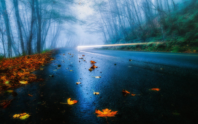 Wet road leaves fog car free wallpaper for desktop - medium preview image