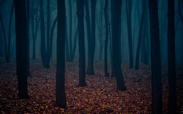 Dark forest foggy bamboo bare free wallpaper for desktop - medium preview image