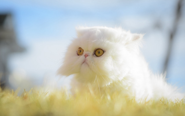 White cat yellow eyes grass free wallpaper for desktop - medium preview image