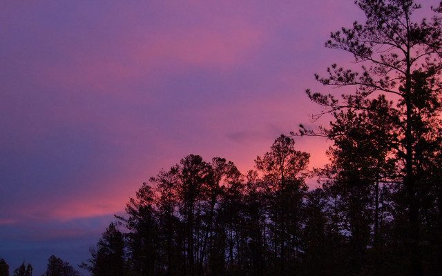 Purple sky trees fireworks milky free wallpaper for desktop - medium preview image