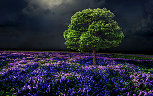 Moonlit tree purple flower field free wallpaper for desktop - medium preview image