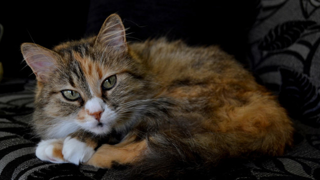 Cat laying couch banana rococo free wallpaper for desktop - medium preview image