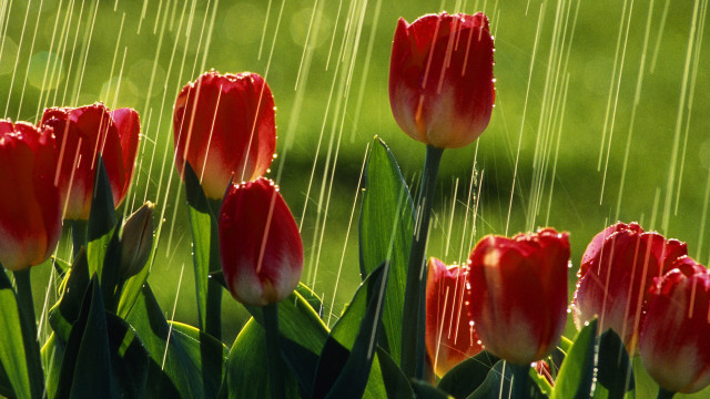 Red flowers water drops impressionist free wallpaper for desktop - medium preview image