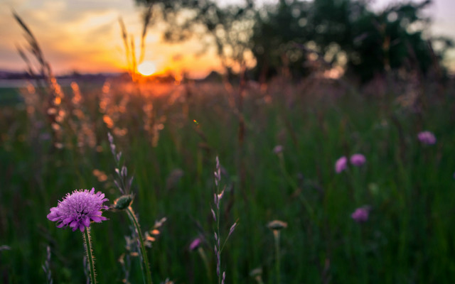 Sunset field grass flowers tree free wallpaper for desktop - medium preview image