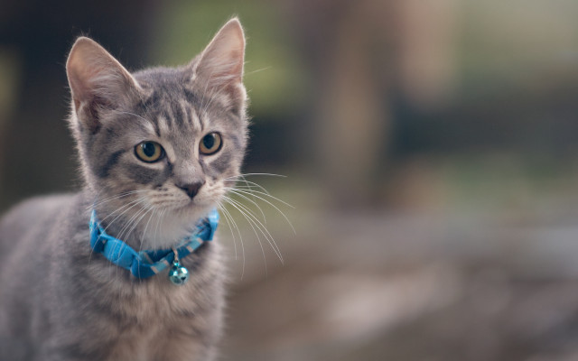 Cat blue collar tiltshift animal free wallpaper for desktop - medium preview image