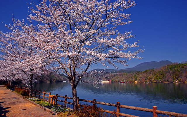 Tree white flowers lake fence free wallpaper for desktop - medium preview image
