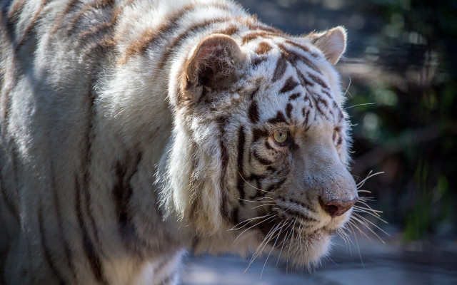 White tiger blurry mannerism marbled free wallpaper for desktop - medium preview image