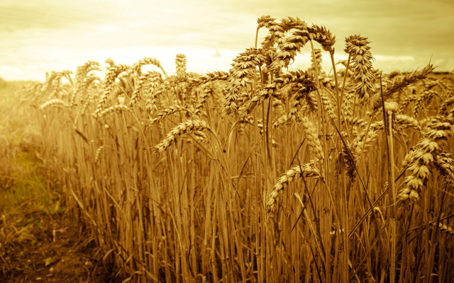 Wheat field sunset sky sepia free wallpaper for desktop - medium preview image