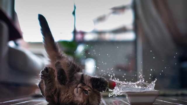 Cat playing water blurry snow free wallpaper for desktop - medium preview image