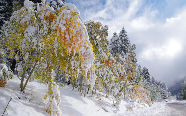 Snowy road trees winter nature free wallpaper for desktop - medium preview image