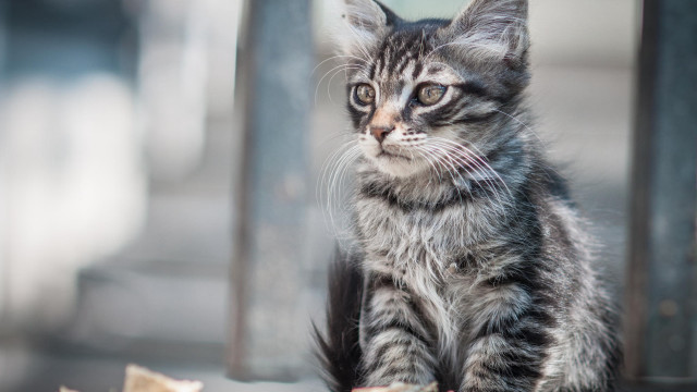 Kitten woodenfloor windowsill bananapeel cat free wallpaper for desktop - medium preview image