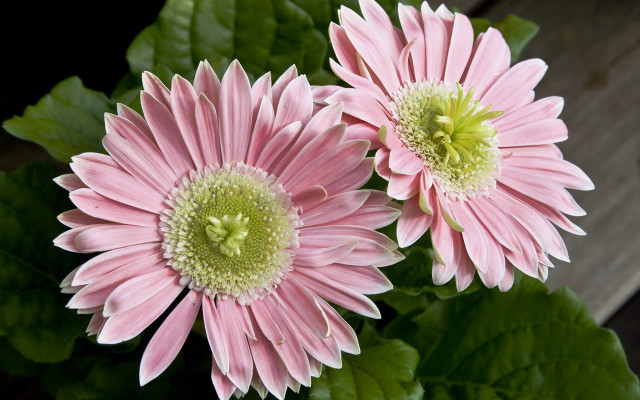 Pink flowers leaves wooden surface free wallpaper for desktop - medium preview image