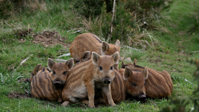 Wild boars grass group camera free wallpaper for desktop - medium preview image