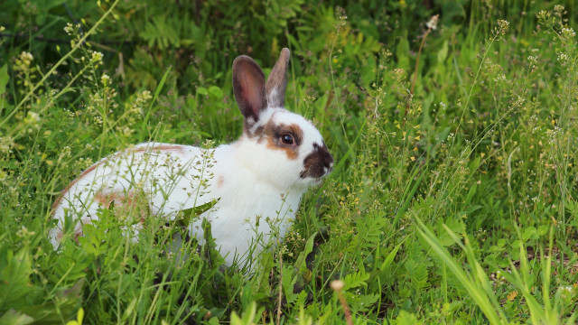 Curious rabbit in tall grass free wallpaper for desktop - medium preview image