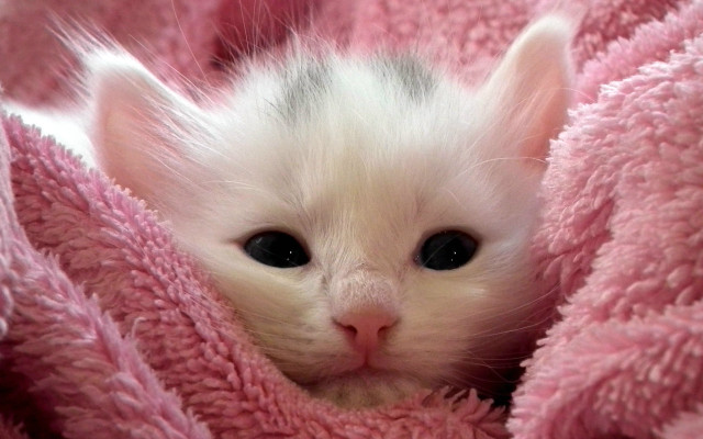 White kitten peeking pink blanket free wallpaper for desktop - medium preview image