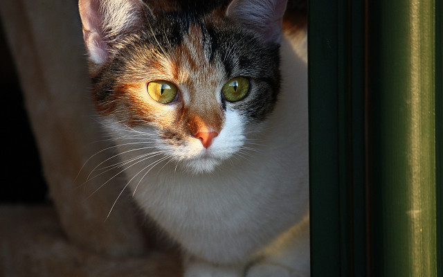 Cat window green eyes white free wallpaper for desktop - medium preview image