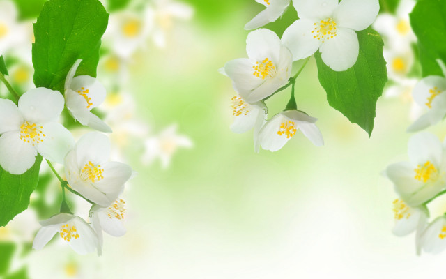 Closeup flowers leaves white background free wallpaper for desktop - medium preview image