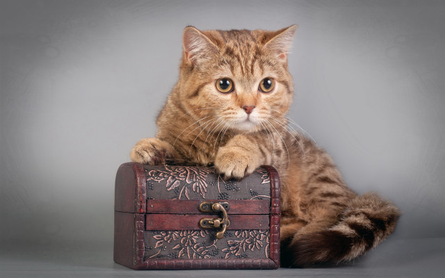 Cat suitcase gray background furry free wallpaper for desktop - medium preview image