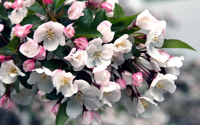 Closeup flowers green leaves pink free wallpaper for desktop - medium preview image